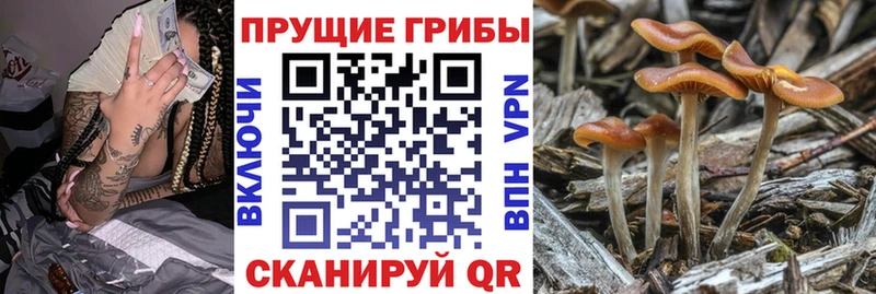 Галлюциногенные грибы прущие грибы  Купить закладки  Урус-Мартан 